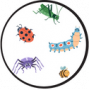 Thème à TIC sur les insectes